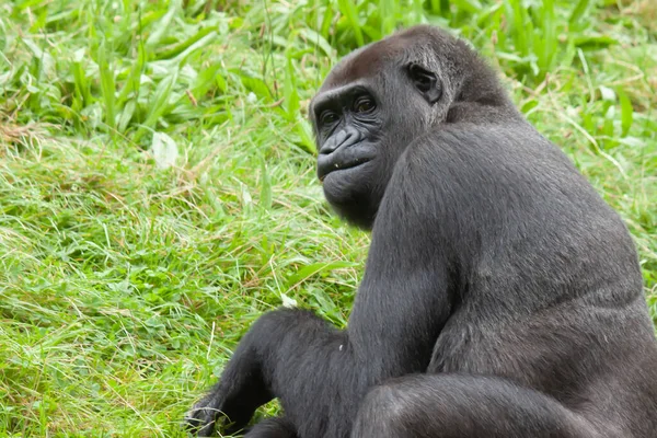Gros Plan Gorille Brun Avec Drôle Visage Assis Sur Herbe — Photo