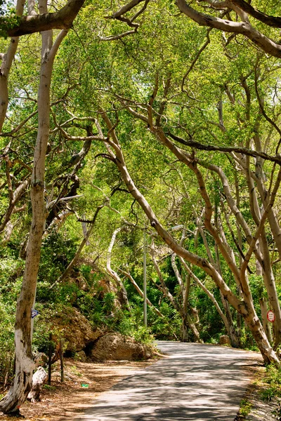 一条穿过绿林的小径的垂直截图 — 图库照片