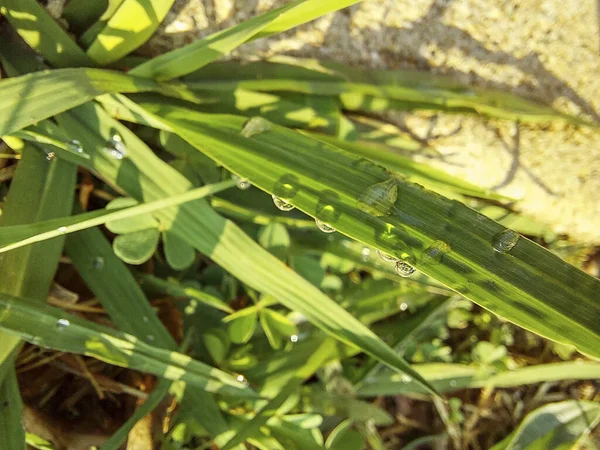 Eine Nahaufnahme Von Wassertropfen Auf Grünen Blättern — Stockfoto