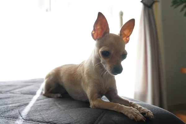 Närbild Bedårande Chihuahua Sitter Säng Solljuset Genom Fönstren — Stockfoto