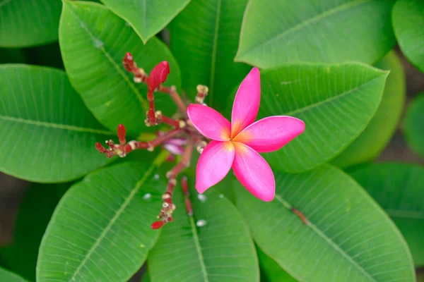 Yeşil Yapraklı Pembe Bir Frangipani Çiçeğinin Üst Görüntüsü — Stok fotoğraf