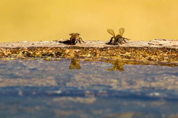 Een Close Shot Van Bijen Drinkwater — Stockfoto