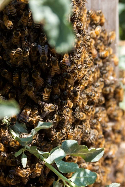 Zbliżenie Grona Pszczół Brzęczących Wokół Ula — Zdjęcie stockowe