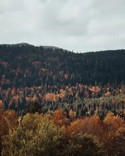 Sonbahar Ormanının Büyüleyici Manzarası Renkli Ağaçları — Stok fotoğraf