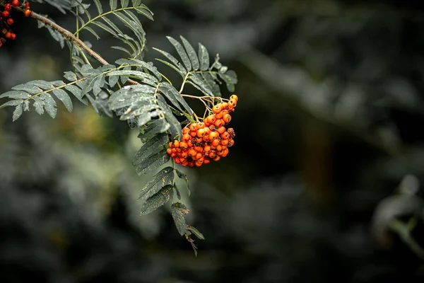 Colpo Fuoco Selettivo Bacche Rowan Nella Foresta Con Sfondo Sfocato — Foto Stock