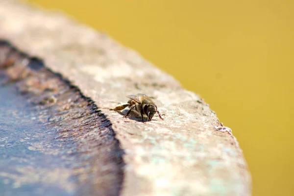 Malá Včela Vedle Fontány Žlutém Pozadí — Stock fotografie