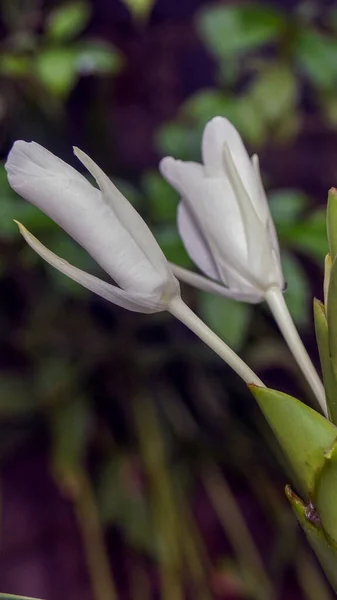 Primer Plano Flores Blancas — Foto de Stock