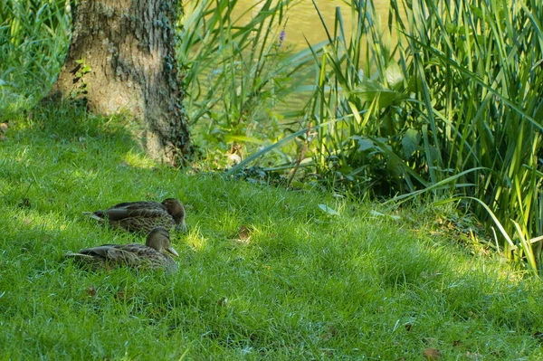 Grupo Patos Bonitos Marrons Descansando Grama — Fotografia de Stock