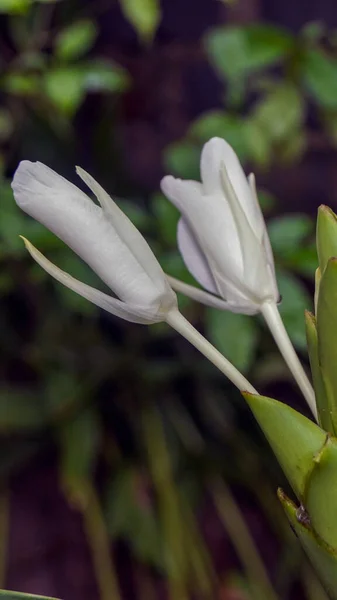 白い花のクローズアップショット — ストック写真