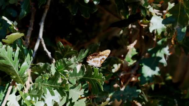 Papillon Sur Feuille Verte Plante Plein Air Dans Jardin Vue — Video