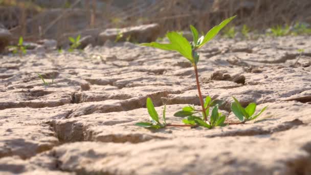 Planta Verde Crescendo Solo — Vídeo de Stock