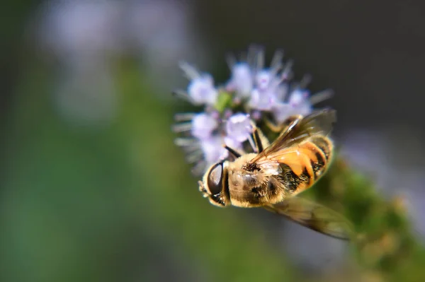 Egy Közelkép Mézelő Méhről Virágon — Stock Fotó