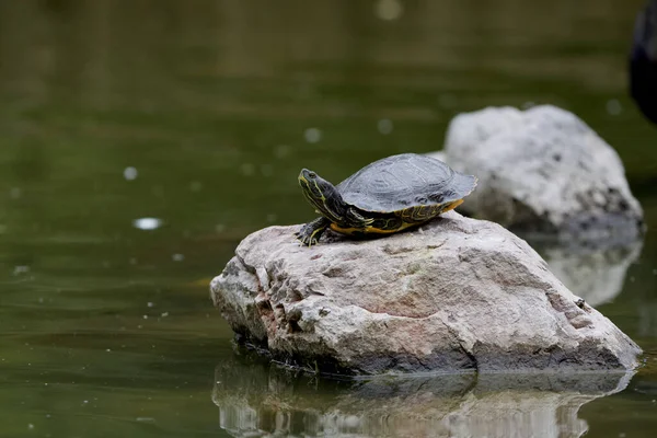 Een Closeup Van Een Oosters Geschilderde Schildpad Een Rots Een — Stockfoto