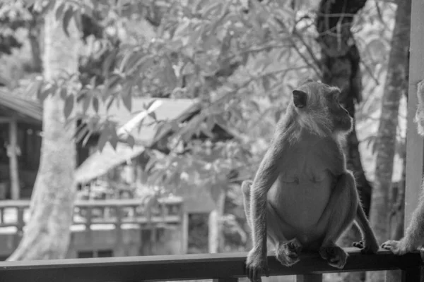 Graustufenaufnahme Eines Makaken Auf Einem Zaun Einem Zoo Mit Verschwommenem — Stockfoto