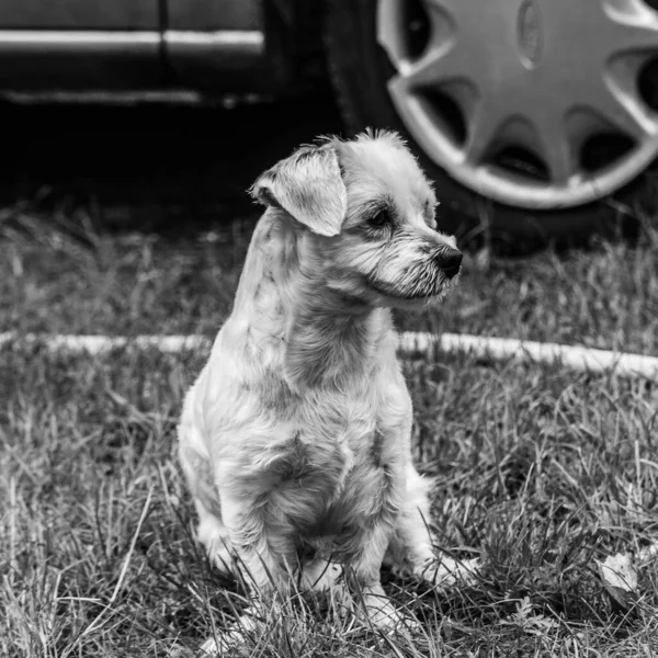 Ένα Μονόχρωμο Πλάνο Ενός Χαριτωμένου Μικρού Σκυλιού Που Κάθεται Έξω — Φωτογραφία Αρχείου