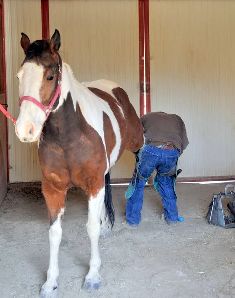 The vet taking care of his Bashkir horse\'s hooves in the farmland