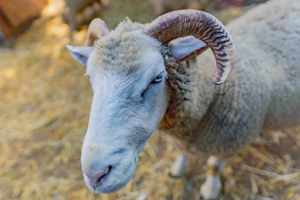農地で羊のクローズアップショット — ストック写真