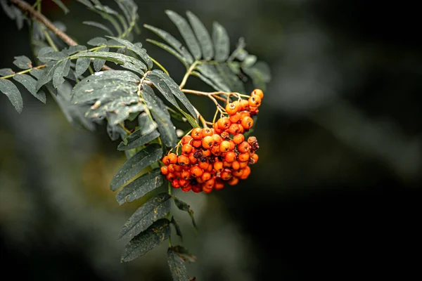 Selective Focus Shot Rowan Berries Green Leaves Blurred Background Forest — Stock Photo, Image