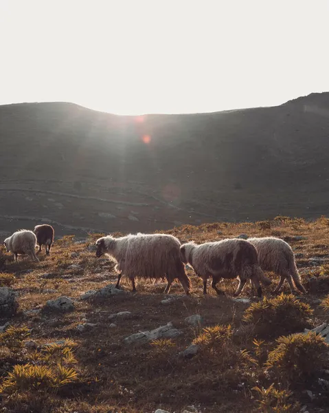 Parlayan Bir Güneşle Dağlarda Otlayan Bir Koyun Sürüsü — Stok fotoğraf