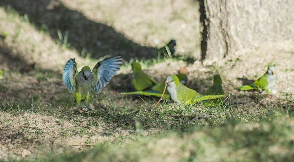 Grupa Papug Mnichów Trawie — Zdjęcie stockowe