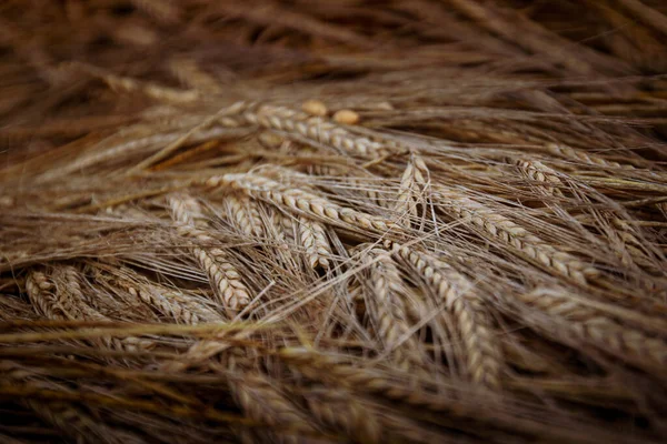 Los Granos Trigo Maduros Campo — Foto de Stock