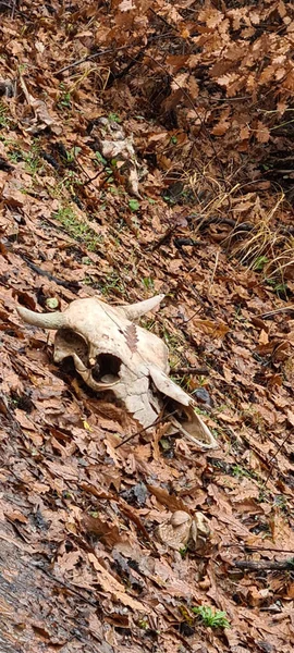 Een Verticaal Schot Van Een Dierlijke Schedel Een Herfstbos Bij — Stockfoto