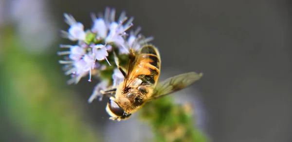 Closeup Shot Honeybee Flower — Stock Photo, Image