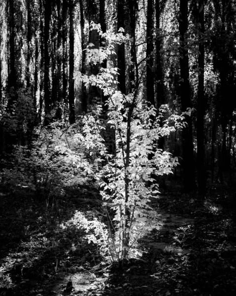 Plano Vertical Escala Grises Una Planta Bosque Soleado —  Fotos de Stock