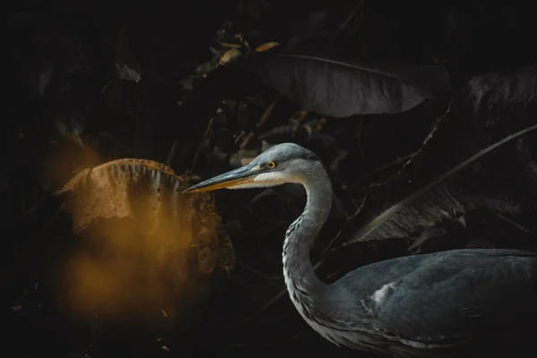 Beau Héron Gris Ardea Cinerea Dans Une Jungle — Photo