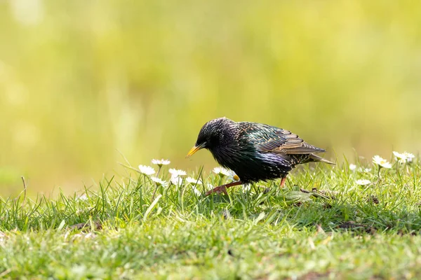 Une Mise Point Peu Profonde Étourneau Sur Herbe — Photo