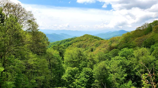 Uma Floresta Densa Verde Uma Área Montanhosa — Fotografia de Stock