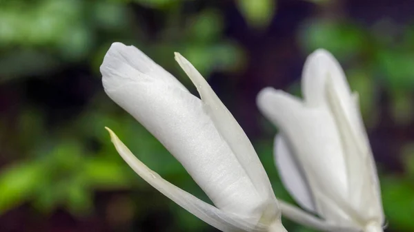 Close Flores Brancas — Fotografia de Stock
