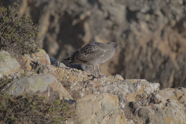 一只灰色海鸥停在岩石上的选择性聚焦镜头 — 图库照片