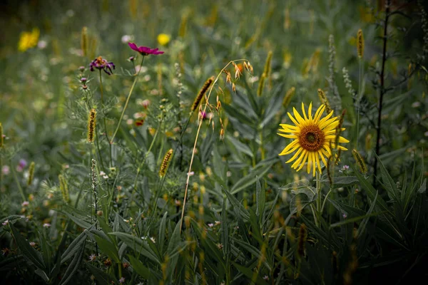 Ein Flacher Fokus Einer Sonnenblume Inmitten Grüner Pflanzen Mit Verschwommenem — Stockfoto