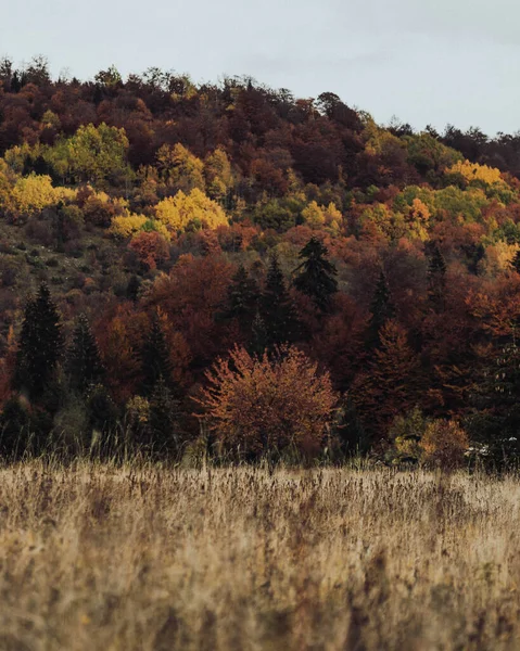 Uma Vista Hipnotizante Floresta Outono Com Árvores Coloridas — Fotografia de Stock