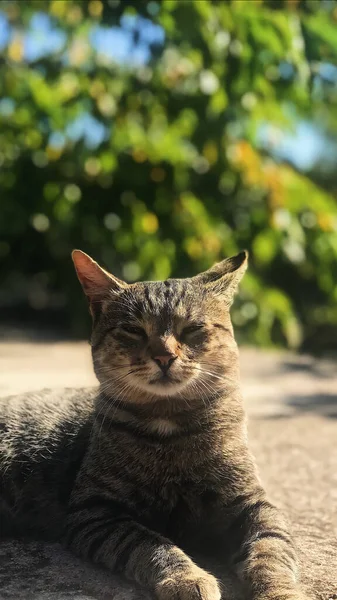 Portrét Rozkošné Pruhované Kočky Ležící Zemi Slunečného Dne Rozmazaným Pozadím — Stock fotografie