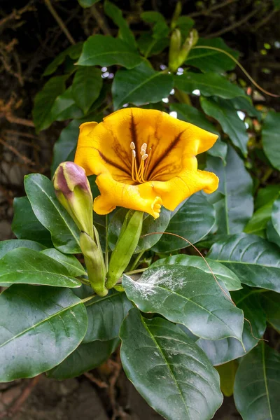 Close Shot Yellow Flower Green Leaves Garden Daylight — Stock Photo, Image