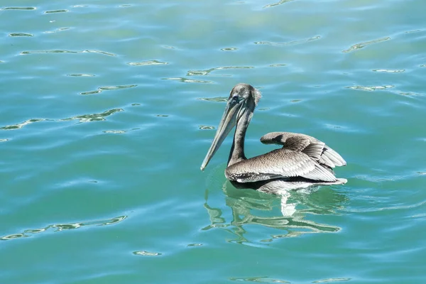 Крупним Планом Пелікан Воді — стокове фото