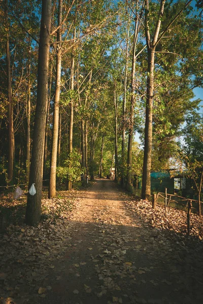 黄金の時間で森をリードするパスの垂直ショット — ストック写真