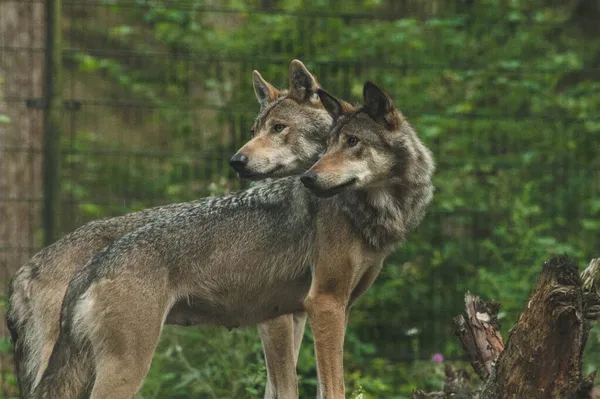 Farkasok Közelsége Kerítésekkel Növényzettel Körülvéve Egy Homályos Hátterű Állatkertben — Stock Fotó