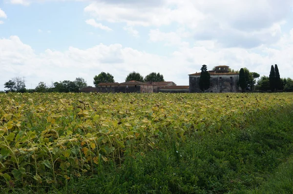 Primer Plano Una Plantación Crecimiento Toscana Italia — Foto de Stock