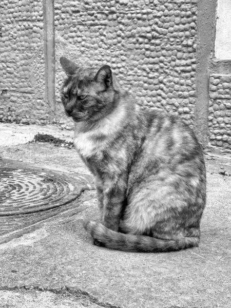 Caddede Beton Zeminde Oturan Sevimli Tüylü Bir Kedinin Gri Tondaki — Stok fotoğraf