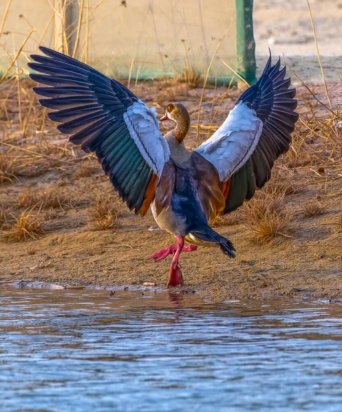 Närbild Färgglad Kran — Stockfoto