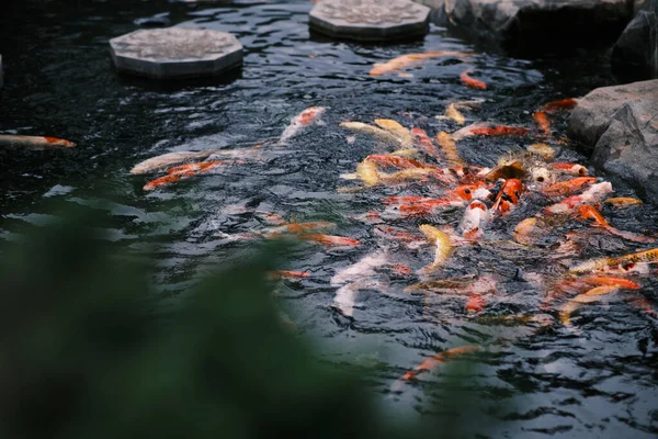 Sebuah Gambar Indah Ikan Berwarna Warni Danau — Stok Foto