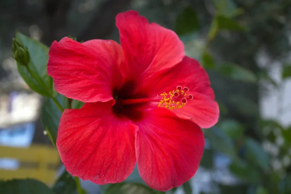 Selective Focus Shot Red Hibiscus — Stock Photo, Image