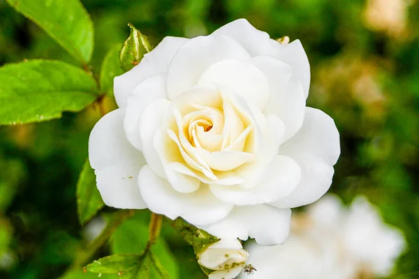 Una Macro Toma Hermosa Rosa Blanca Aire Libre Durante Día — Foto de Stock