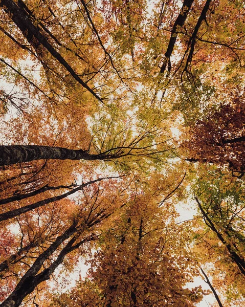 Een Verticaal Lage Hoek Shot Van Herfst Bomen Met Kleurrijke — Stockfoto
