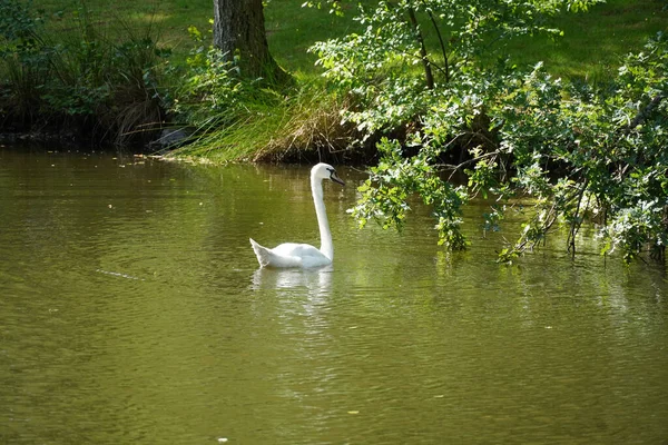 Ein Schöner Weißer Schwan Schwimmt Allein See Park — Stockfoto