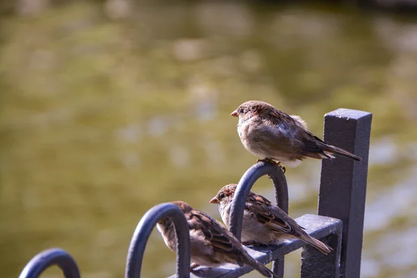 Eine Nahaufnahme Von Drei Schönen Und Niedlichen Kleinen Vögeln Die — Stockfoto