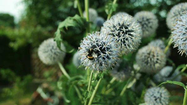 Selective Focus Shot Bee Great Globe Thistles Outdoors Daylight — Stock Photo, Image